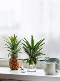 Treat them sort of like succulents, which don't need to be watered often. Growing Pineapple Plants How To Grow Pineapples From Tops