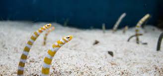 Chewy.com, where pet lovers shop. Saltwater Oddball Aquarium Fish Tropical Fish Hobbyist Magazine