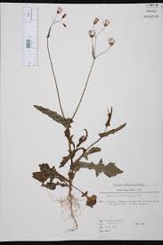 Image result for Emilia violacea