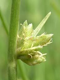 Image result for Cyperus laevigatus