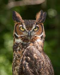 Horned owls and eagle owls. Great Horned Owl Wikipedia