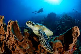 Hawksbill sea turtles live mainly in the tropical reefs of the pacific, indian and atlantic oceans. Facts About Sea Turtles How You Can Help Fly Sea Dive Adventures