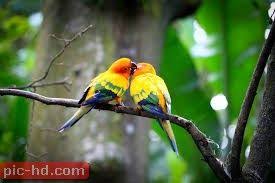 صور العصافير اجمل خلفيات عصافير الكناريا Bird Wallpaper Beautiful Birds Love Birds