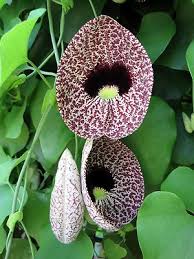 Image result for Aristolochia littoralis