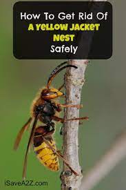 How to get rid of yellow jackets. Pin On Outdoor Ideas