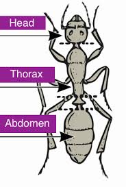 Human or boy body parts, vector cartoon illustration for kids. Ant Lesson For Kids Facts Life Cycle Study Com