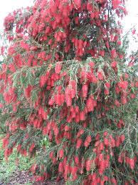 Weeping Bottle Brush Australian Native Plants Bottle Brush Trees Bottle Brush
