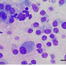 Hypothyroidism can strike your dog if his thyroid glands don't produce enough hormone. Pdf Metastatic Thyroid C Cell Carcinoma In A Beagle Dog