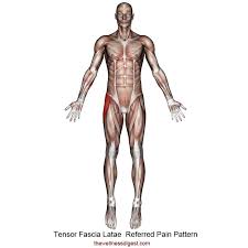 Finally, the hamstring muscles that run down the back of the thigh start on the bottom of the pelvis. Tensor Fasciae Latae Muscle Hip And Upper Thigh Pain Hip Stiffness The Wellness Digest