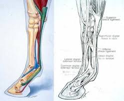 A tendon is the fibrous tissue that attaches muscle to bone in the often called the quads, this group of muscles is used to extend the leg at the knee and aids in walking. Horse Leg Tendons