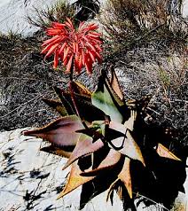 Image result for Aloe haroniensis