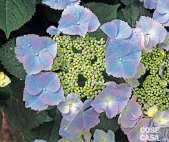 Hydrangea quercifoglia o ortensia a foglie di quercia. Hydrangea Macrophylla Frisbee Ortensia Cure Colore Cose Di Casa