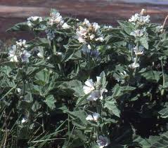 Mulch heavily in the first year to discourage weeds and hold moisture while the plants are getting established. Althaea Officinalis Marsh Mallow Identification Distribution Habitat