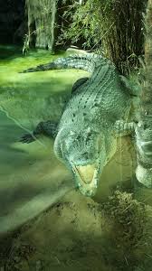 Right, tim donovan/florida fish and wildlife service. Patriot Or Eagle Fort Worth Zoo S Crocodile To Pick Dinner Uh Winner Of Super Bowl Lii Fort Worth Business Press