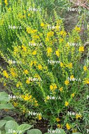 Image result for Heimia salicifolia