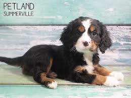 Long outer coat with a wooly undercoat shedding: Mini Bernese Cheap Buy Online