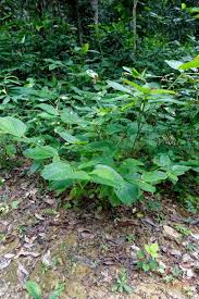 Image result for Marantochloa leucantha