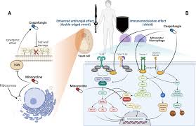 Image result for Caspofungin