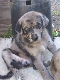 Here are some from nearby areas. Great Dane German Shepherd Mix Petclassifieds Com