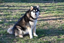 Maybe you would like to learn more about one of these? Giant Alaskan Malamute Breeder Puppies For Sale Mountain Ridge Giant Alaskan Malamutes