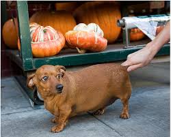Pin On Cuteness