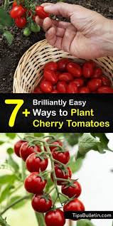 Sungold, one of our favorite cherry tomatoes, is a monster that grows rapidly. 7 Brilliantly Easy Ways To Plant Cherry Tomatoes