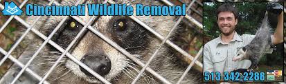 Pest Animal Removal Cincinnati Ohio