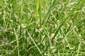 Image result for Geigeria brevifolia