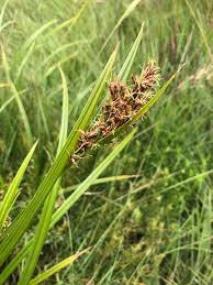 Image result for Scleria melanotricha