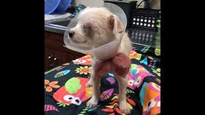 Maybe you would like to learn more about one of these? Time For A Harder Crackdown On Puppy Mills Where Missouri Is Worst