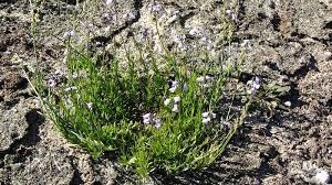 We did not find results for: Weeds Nc State Extension