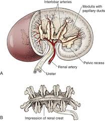 The tunica interna (intima) is a layer of simple squamous epithelium overlying a basement membrane and a layer of fibrous tissue. Kidneys Veterian Key