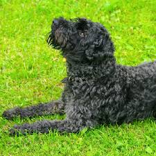 We encourage and promote responsible and ethical ownership and breeding of purebred kerry blue terriers. Kerry Blue Terrier Wisdom Panel German
