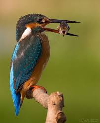 Open Mouth In Open Beak Vogel Als Haustiere Ausgestopftes Tier Exotische Vogel