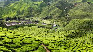 Boh tea plantation, meaning 'best of highlands', is one of the most famous and largest tea plantations in southeast asia. Exploring Malaysia S Cameron Highlands From Tanah Rata