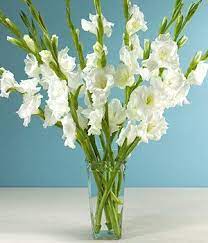 Order Get Well Flowers Online Gladiolus Arrangements Gladiolus Flower Gladiolus Wedding