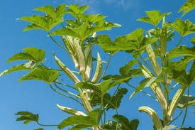 Most of mine only cover garden/wild flowers, tree and shrubs of britain and northern europe. 10 Tall Vegetable Plants Urban Garden Gal