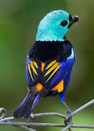 Our 12 week plan of action offers a hyperconnected platform that develops innovative solutions utilizing our network of global industry and academic leaders in ai, blockchain, cloud, and data analytics (a.b.c. Las Mejores Fotos De Aves Multicolores Aves Hermosas Aves Fotos De Aves