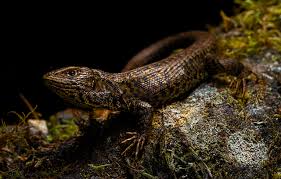 Image result for Stenocercus simonsii