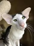 Oriental Shorthair Rescue! – Purebreds Plus