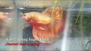 Ikan cupang slayer super giant vs bangkok подробнее. Warna Ikan Cupang Gold 24 Karat Youtube