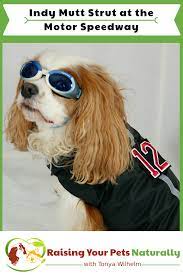 Pet Friendly Indianapolis Road Trip To The Mutt Strut At The Indianapolis Motor Speedway Pet Hacks Pets Dog Friends