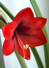 Maybe you would like to learn more about one of these? Amaryllis Growing Planting And Advice On How To Care For It