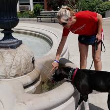 We will probably go back this fall. K9 Training At K9 University Chicago For All Levels Of Ability