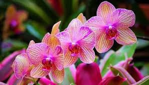 Flors de Voramar