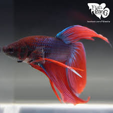 This video shows how i bred my koi veiltail bettas. Live Betta Fish Male Red Blue Veiltail Betta Fish Betta Fish