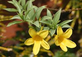 Image result for Allamanda schottii