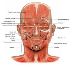 Pin On Anatomy Face