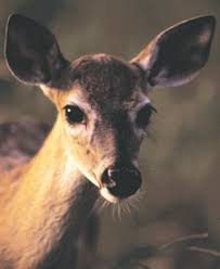 Identifying Types Of Deer