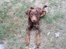 Look at pictures of doberman pinscher puppies who need a home. Roanoke Va Doberman Pinscher Meet Cleo A Pet For Adoption